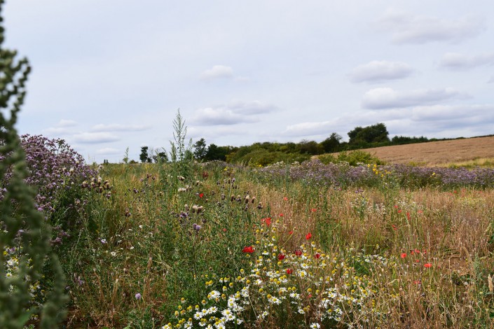 Flower Meadow on Fringe of SuDS System